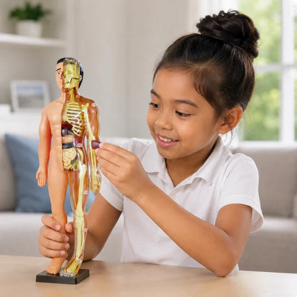 Modèle anatomique du corps humain pour enfants
