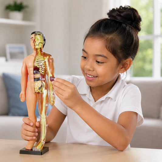Modèle anatomique du corps humain pour enfants