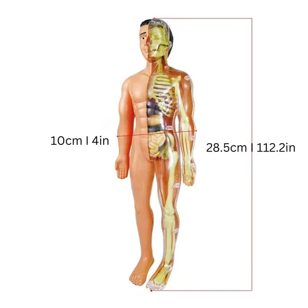 Modèle anatomique du corps humain pour enfants