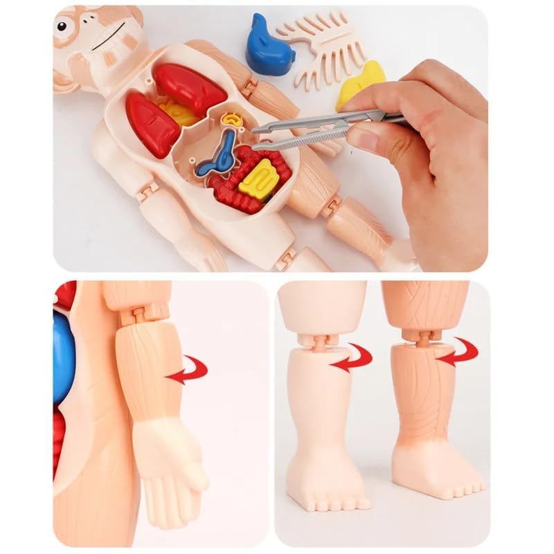 Modèle Anatomique 3D pour Enfants – Jouet Éducatif avec Organes du Corps Humain