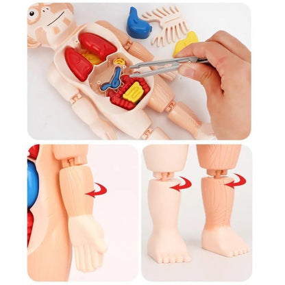 Modèle Anatomique 3D pour Enfants – Jouet Éducatif avec Organes du Corps Humain