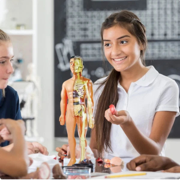 Modèle anatomique du corps humain pour enfants