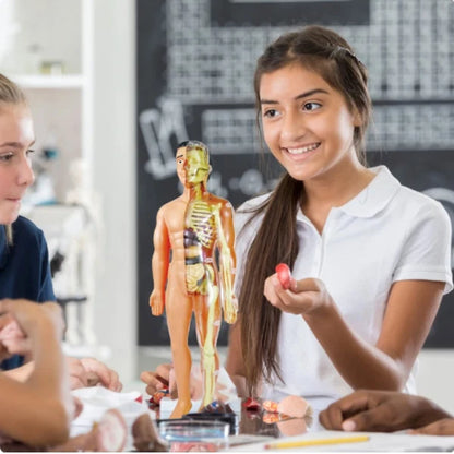 Modèle anatomique du corps humain pour enfants