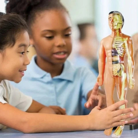 Modèle anatomique du corps humain pour enfants