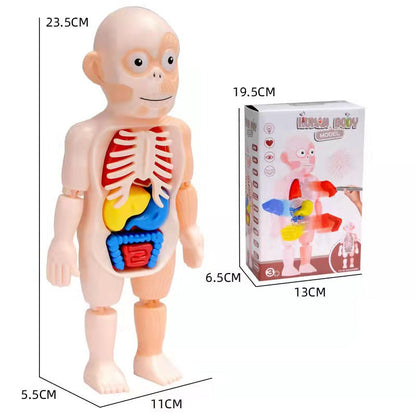 Modèle Anatomique 3D pour Enfants – Jouet Éducatif avec Organes du Corps Humain