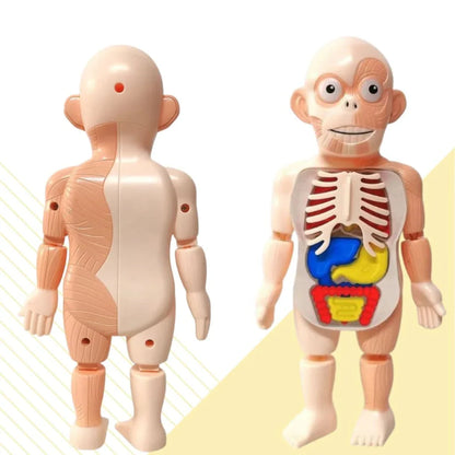 Modèle Anatomique 3D pour Enfants – Jouet Éducatif avec Organes du Corps Humain