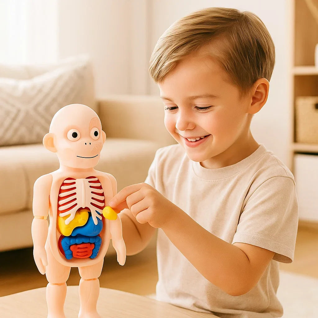 Modèle Anatomique 3D pour Enfants – Jouet Éducatif avec Organes du Corps Humain
