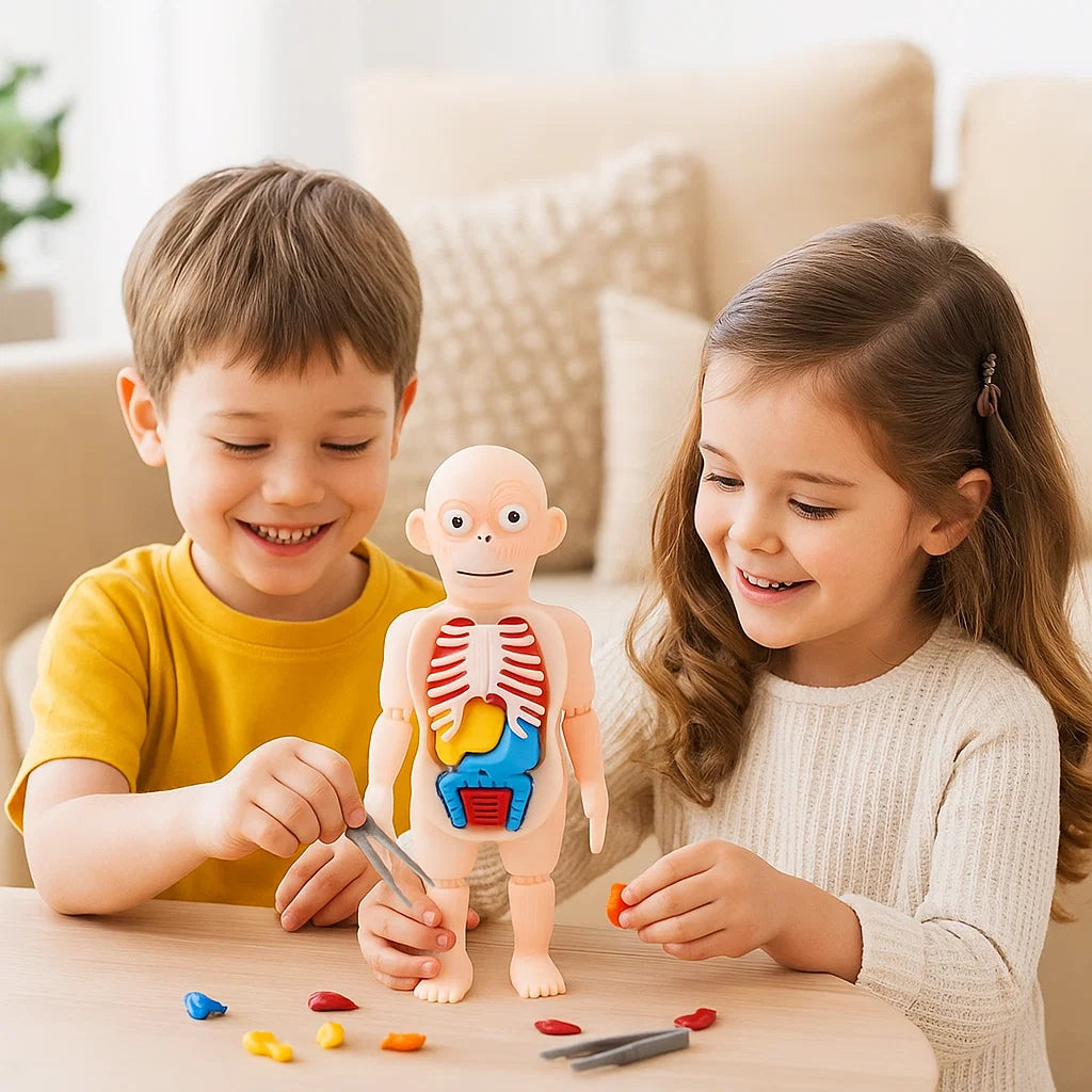 Modèle Anatomique 3D pour Enfants – Jouet Éducatif avec Organes du Corps Humain