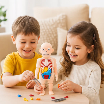 Modèle Anatomique 3D pour Enfants – Jouet Éducatif avec Organes du Corps Humain